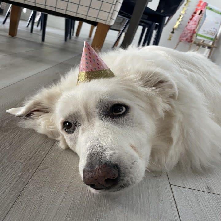 The author's dog with a birthday hat