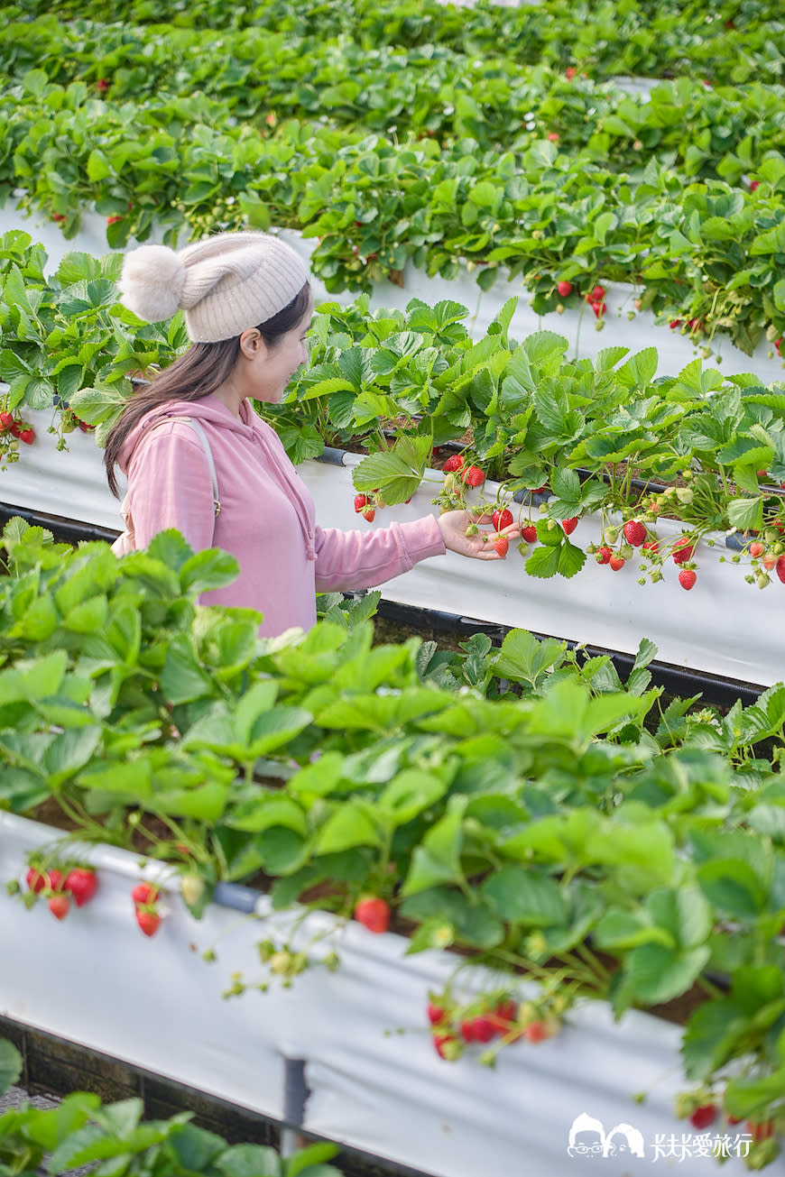 苗栗大湖｜滿意高架牛奶蜜草莓農場