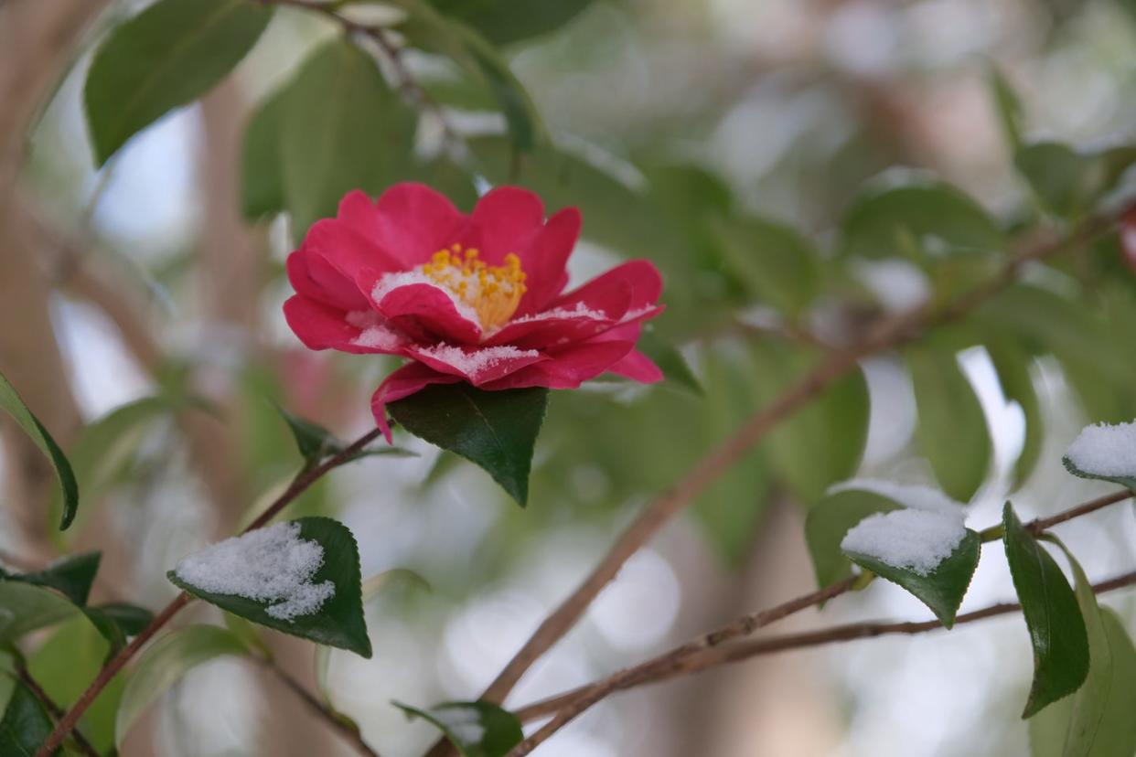 winter flowers camellia