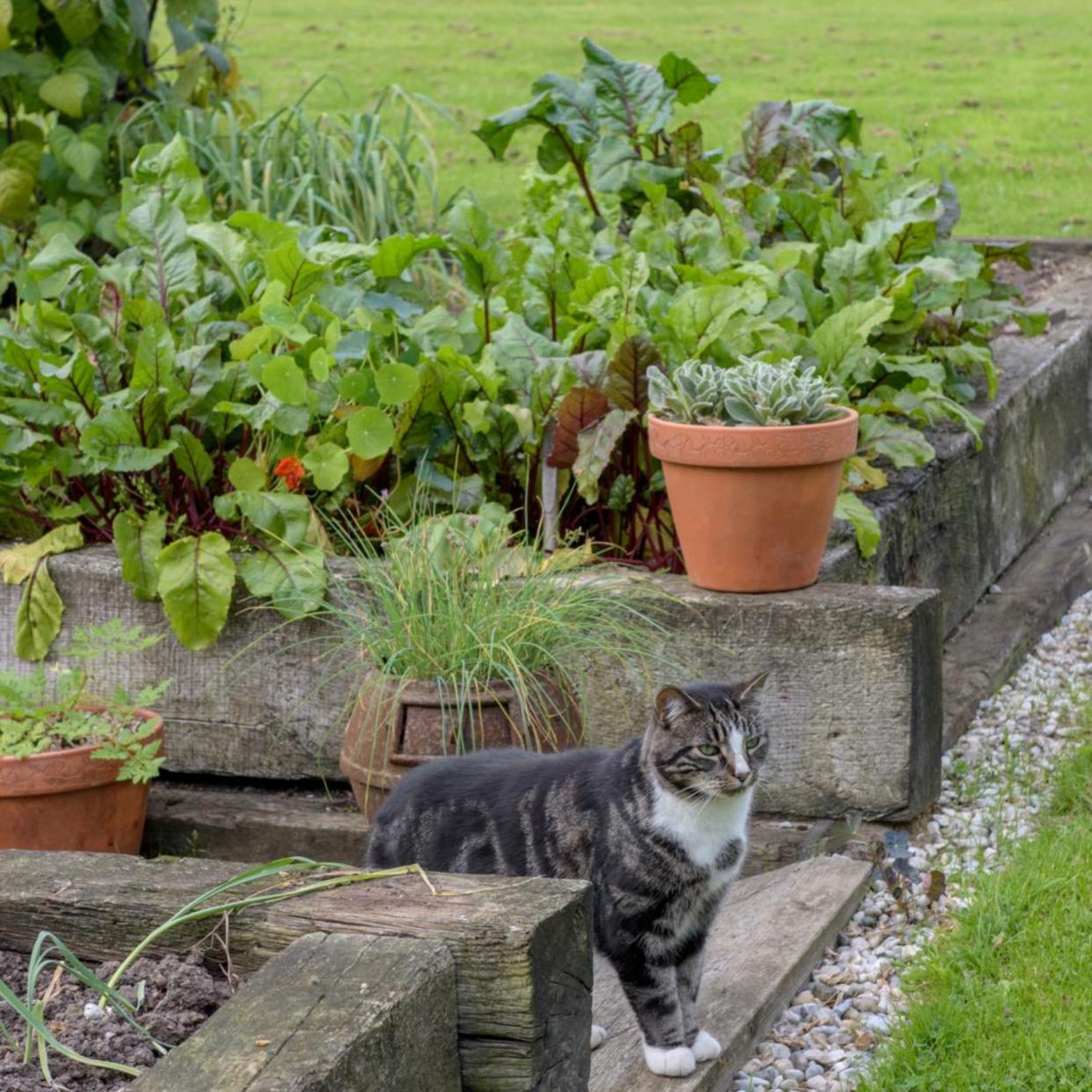  A tabby cat standing near raised beds in an autumn vegetable garden. 