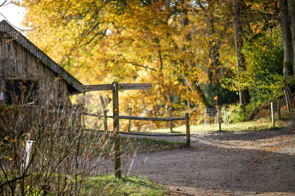 Winkworth Arboretum, Godalming. 19th November 2023. A sunny day across the Home Counties. Winkworth Arboretum near Godalming in Surrey showing the autumnal colours it is famous for. Credit: james jagger/Alamy Live News