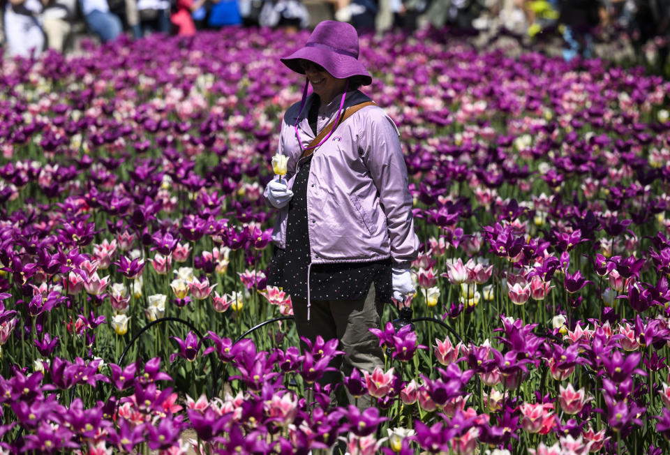 FILE - A woman dressed in purple stands among the tulips during the Canadian Tulip Festival at Commissioners Park in Ottawa, on May 13, 2023. (Justin Tang /The Canadian Press via AP, File)