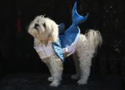 NEW YORK, NY - OCTOBER 20: Sherlock, a Maltipoo, poses as a shark at the Tompkins Square Halloween Dog Parade on October 20, 2012 in New York City. Hundreds of dog owners festooned their pets for the annual event, the largest of its kind in the United States. (Photo by John Moore/Getty Images)