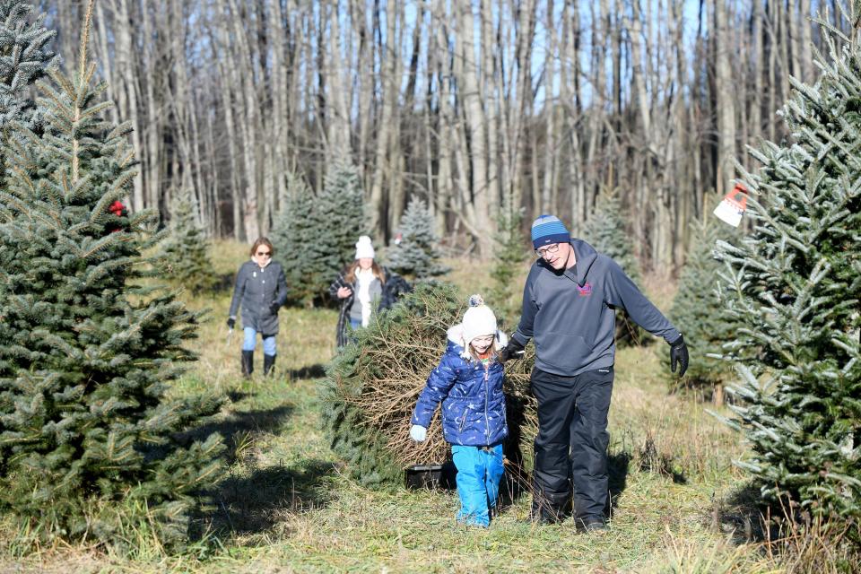 Gracie Haglock, 7, and her father, Kyle Haglock of North Canton, chat about the adventure while picking a tree at Moore's Christmas Tree Farm in Hartville.