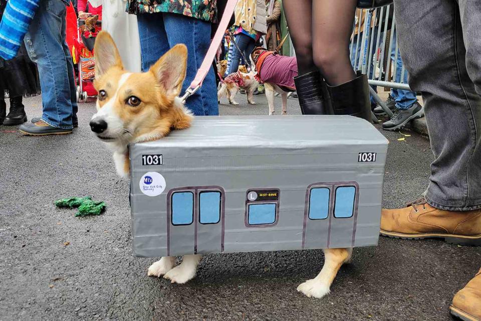 <p>Jenna Wang</p> Abba-Zaba the corgi dressed as the L train for the 2023 Tompkins Square Park Halloween Dog Parade