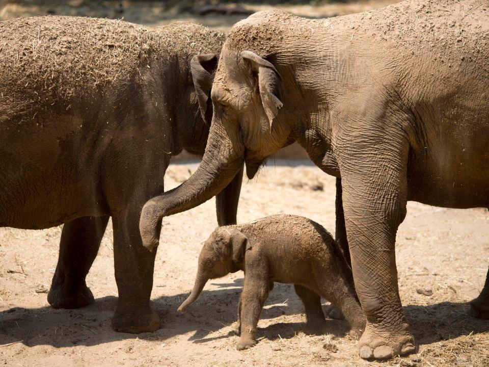 asian elephant