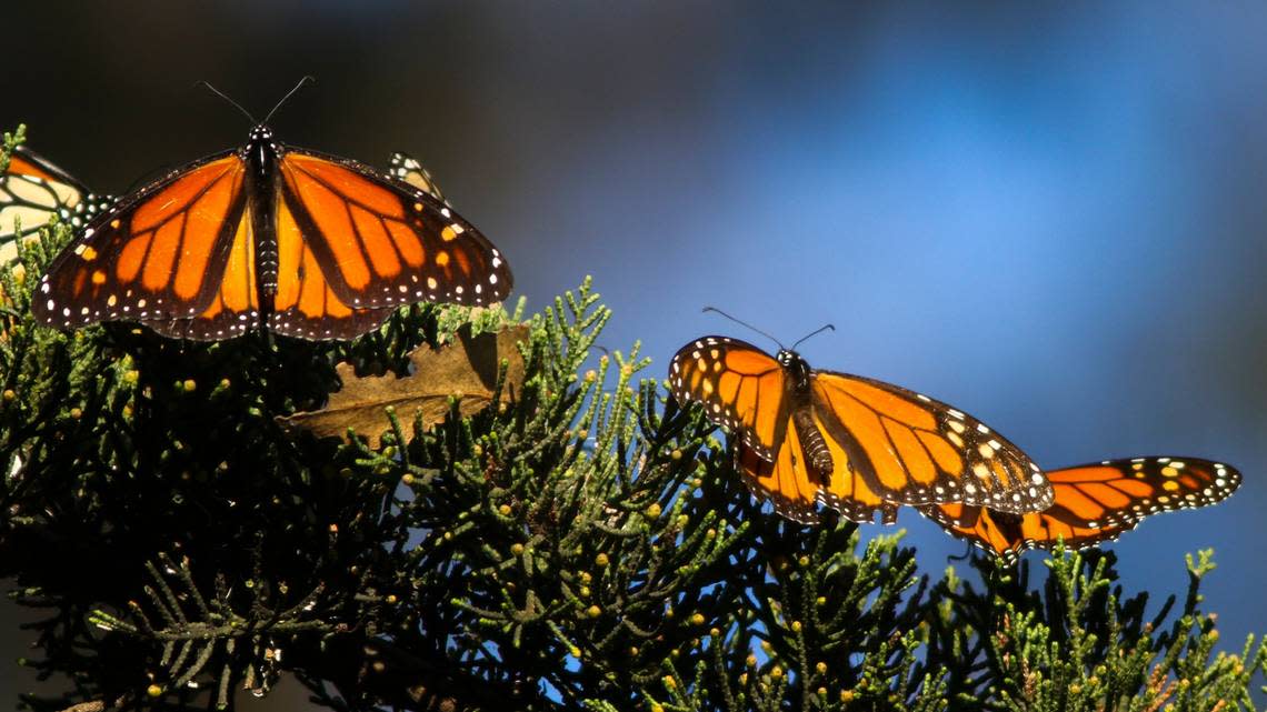 Monarch butterflies rest on vegetation at the Pismo Beach grove in November 2021. The monarch population in California rebounded in 2021, with 247,237 insects counted statewide by the Xerces Society.