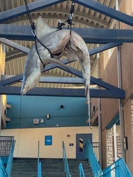 A dead shark was found hanging Thursday from a staircase corridor at Ponte Vedra High School.