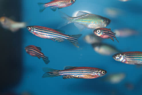 <span class="caption">Zebrafish.</span> <span class="attribution"><a class="link " href="https://www.shutterstock.com/download/confirm/212364877?src=gd0BA0UZBMaa2a23e-bbHA-1-1&size=medium_jpg" rel="nofollow noopener" target="_blank" data-ylk="slk:Kazakov Maksim/Shutterstock.com;elm:context_link;itc:0;sec:content-canvas">Kazakov Maksim/Shutterstock.com</a></span>