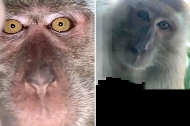 Just monkeying around: Primate takes phone and then selfies