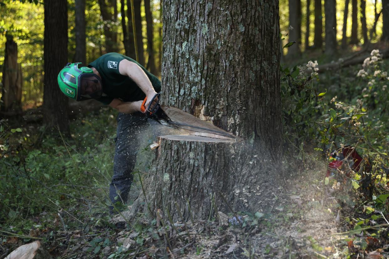 Andrew Hughes, Denison class of 2022, is Granville's newest tree care professional with his company, Urban Loggers LLC.