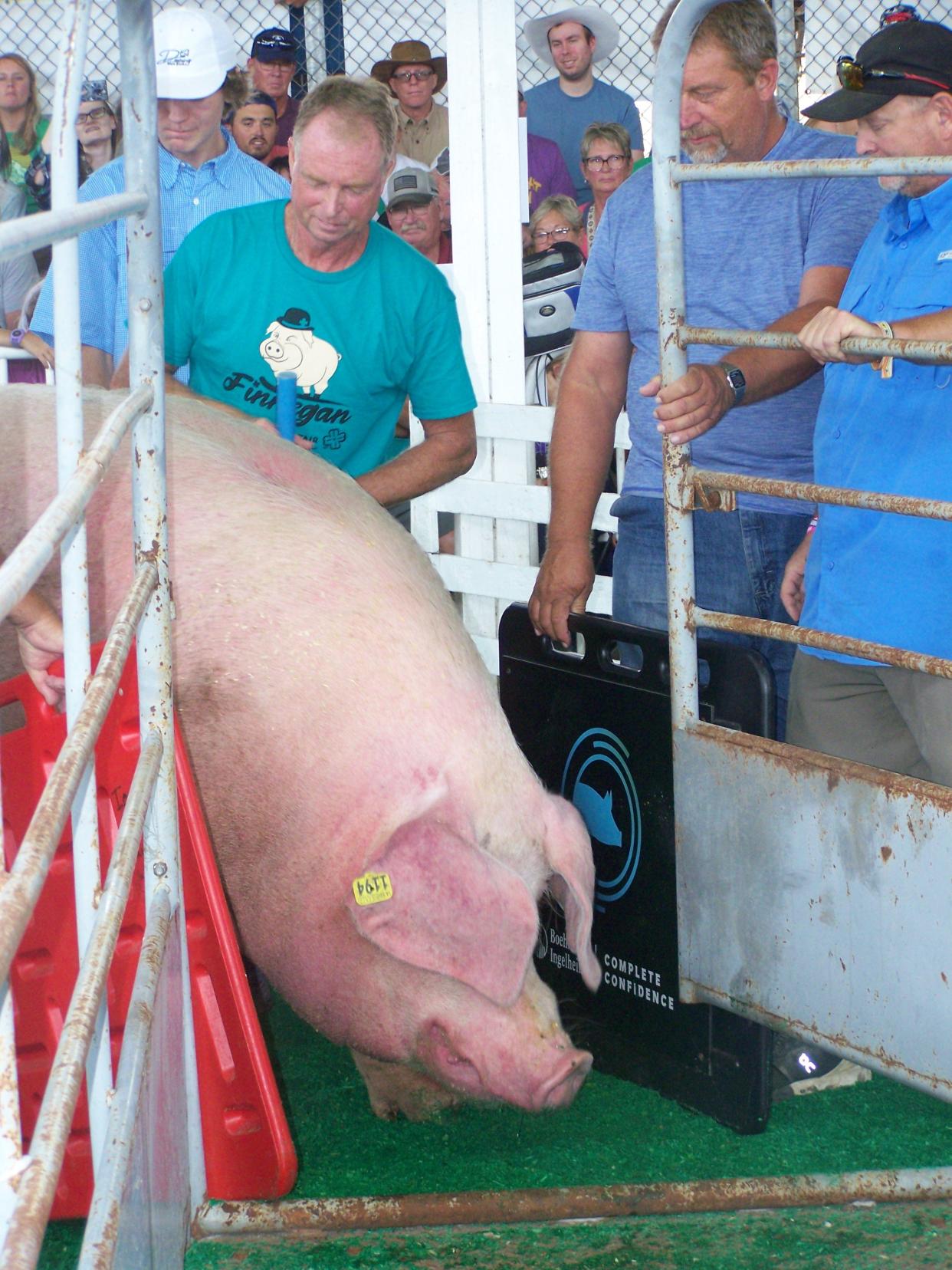 Finnegan proved to be a reluctant champion, requiring several minutes and several assistants to get him on the scale for the Big Boar contest Thursday at the Iowa State Fair. Once there, Finnegan didn't disappoint, setting a State Fair record at 1,420 pounds.