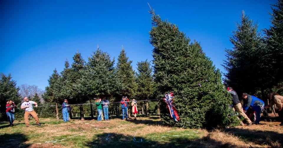 The 2021 White House Christmas Tree is cut during a ceremony at Peak Farms in Jefferson on Nov. 17, 2021. The 2023 White House tree will also come from North Carolina -- from Cline Church Nursery in Fleetwood. Travis Long/tlong@newsobserver.com