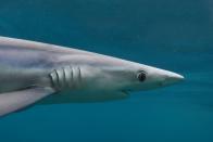 Nicht nur aufgrund seiner stromlinienförmigen Statur gehört der Hai zu den schnellsten Lebewesen im Ozean. Einem anderen Faktor kommt man erneut nur mithilfe eines Mikroskops auf die Spur ... (Bild: iStock/Alessandro De Maddalena)