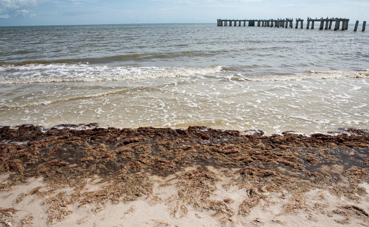 Red drift algae lines Fort Myers Beach on Monday, August 21, 2023. The non toxic algae builds up on area beaches on occasion. At this time, Southwest Florida is seeing background to normal ranges.