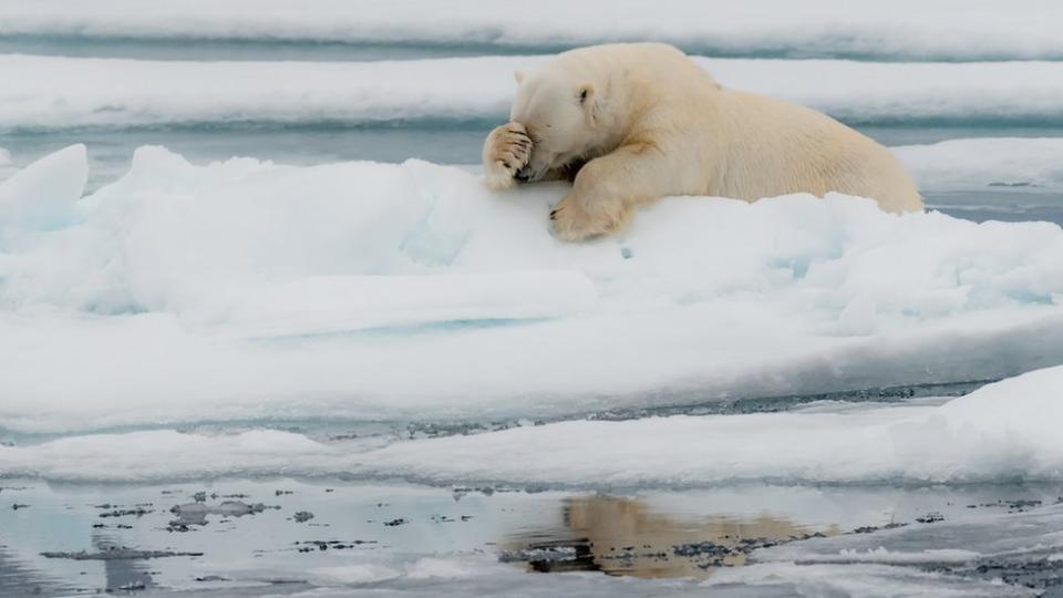 Un oso polar que parece estar palmeándose a sí mismo