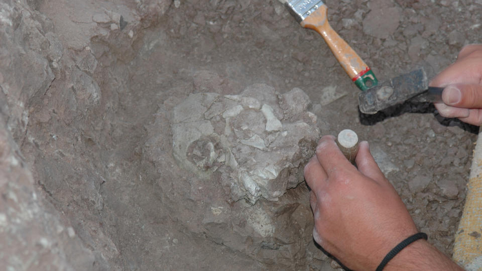We see a person's hands holding a chisel to excavate a fossil skull in the ground.
