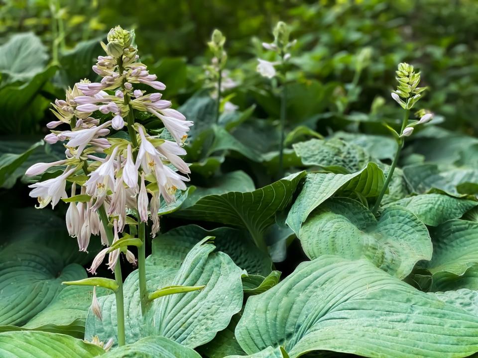 Shade Garden, Hosta Plants