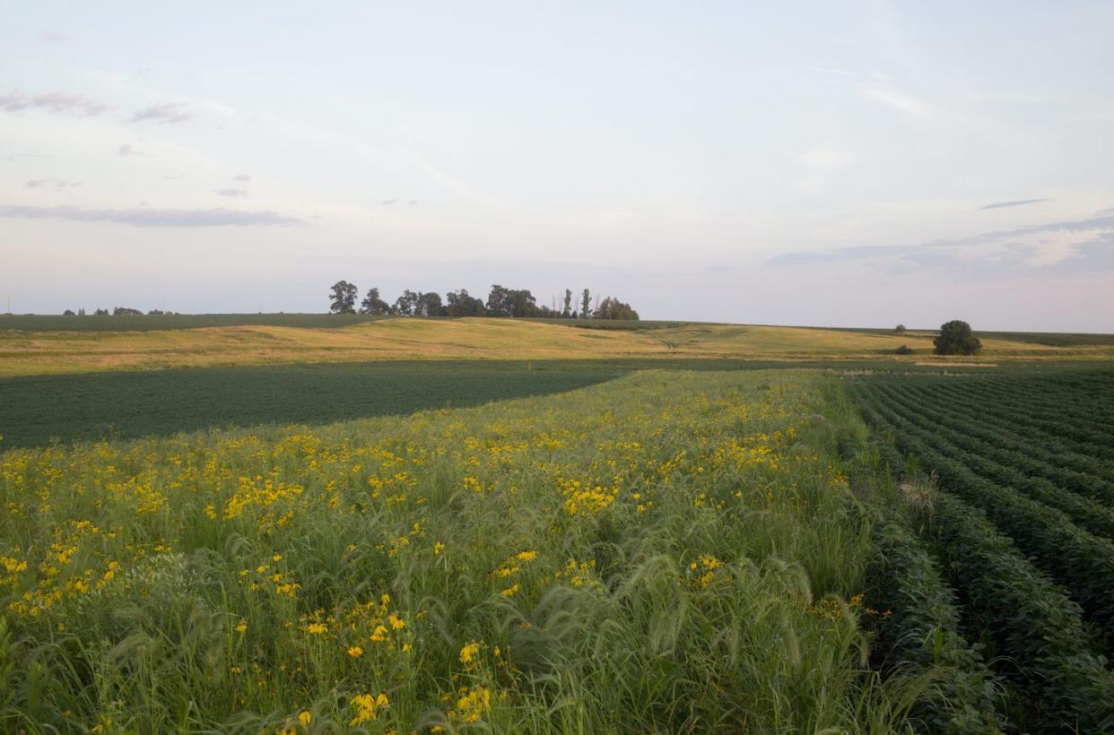 <span class="caption">A prairie strip filled with flowers and wild rye grass between soybean fields on Tim Smith's farm near Eagle Grove, Iowa, reduces greenhouse gases and stores carbon in the soil.</span> <span class="attribution"><a class="link " href="https://www.gettyimages.com/detail/news-photo/prairie-strip-filled-with-black-eyed-susan-flowers-in-news-photo/629903308" rel="nofollow noopener" target="_blank" data-ylk="slk:The Washington Post via Getty Images;elm:context_link;itc:0;sec:content-canvas">The Washington Post via Getty Images</a></span>