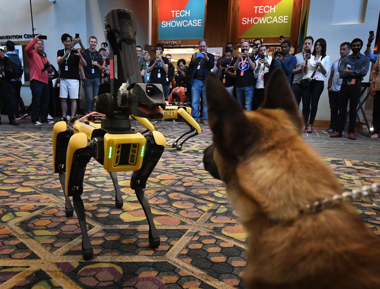 Kedy the Security K9 meets robotic dogs called Spot and built by Boston Dynamics during the Amazon Re:MARS conference on robotics and artificial intelligence at the Aria Hotel in Las Vegas, Nevada on June 4, 2019.