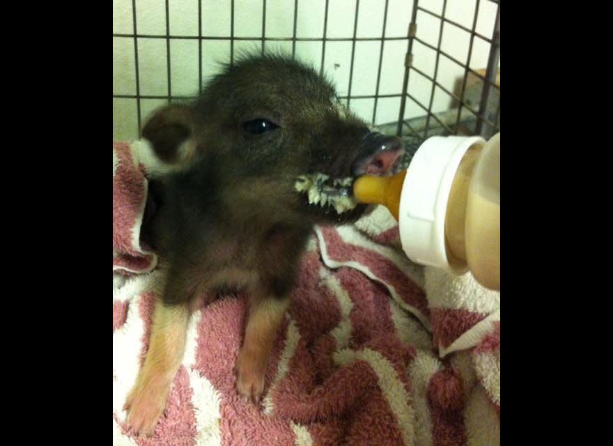 This adorable injured baby pig was found roaming a hotel lobby near Honolulu's airport. The Hawaiian Humane Society renamed her Pukalani and says she'll be available for adoption later in March.