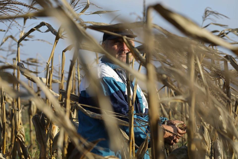 Fields of corn, Moldova.