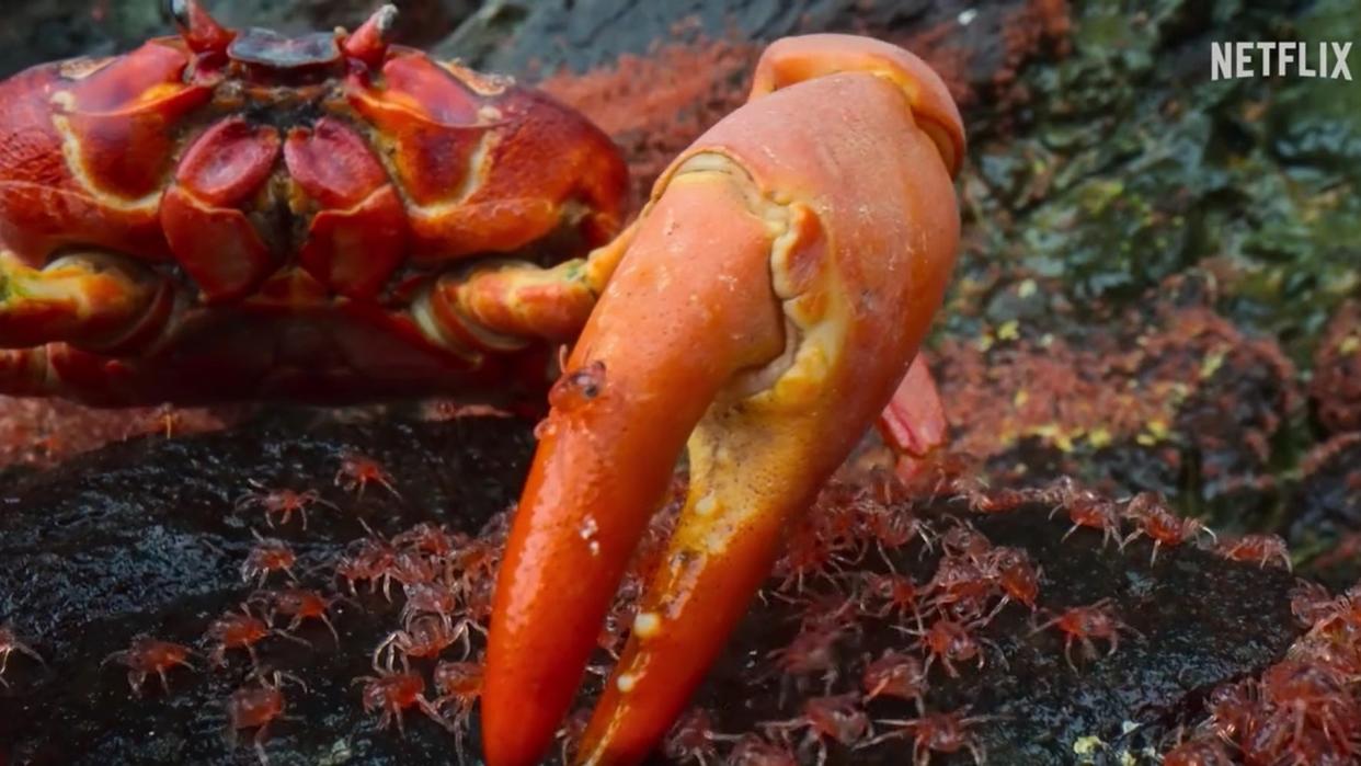  A large red crab with its claw in the center picking up baby crabs to eat. 