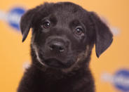 Tuck, a 10-week-old German shepherd/pit bull mix, was the only black pup in his litter of six. (Photo by Keith Barraclough/DCL)