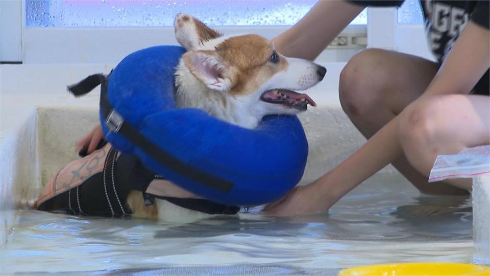 炎炎夏日「毛小孩」也熱翻　「寵物游泳池」玩水消暑超夯