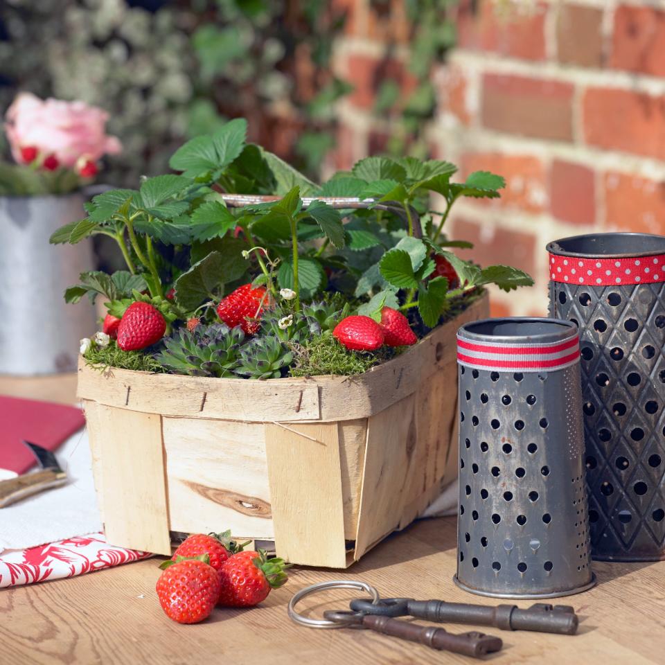  A container with a strawberry plant and fruit. 