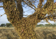 Locusts swarm on a tree south of Lodwar town in Turkana county, northern Kenya Tuesday, June 23, 2020. The worst outbreak of the voracious insects in Kenya in 70 years is far from over, and their newest generation is now finding its wings for proper flight. (AP Photo/Boris Polo)