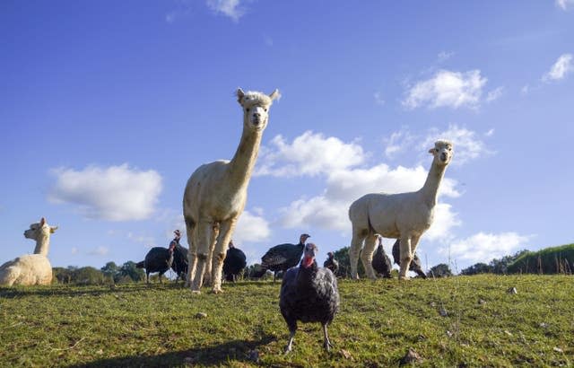 Alpacas guard turkeys on farm