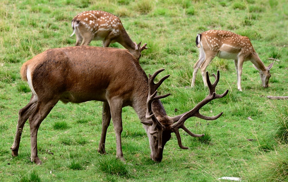 研究員在白尾鹿種群的血清中發現新冠抗體。（示意圖非白尾鹿／pixabay）