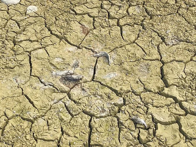 疑花東強震影響，台東縣池上鄉興富溼地乾涸，因水源消失，水池的魚大量死亡。（蔡旻妤攝）