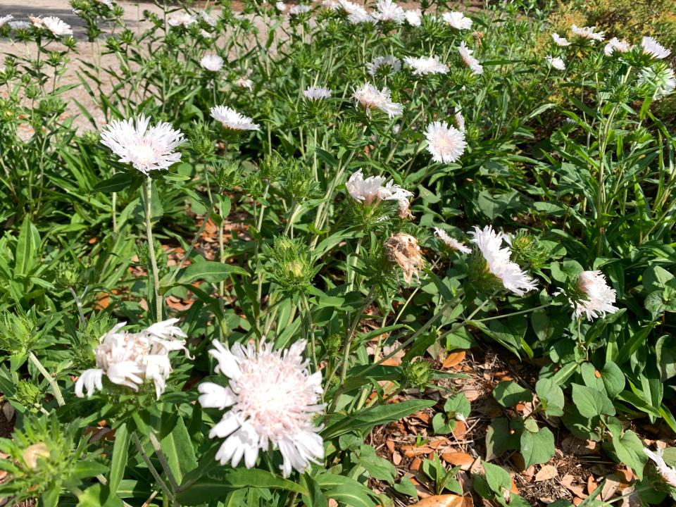 Some Stokes' aster selections have showy white blooms.