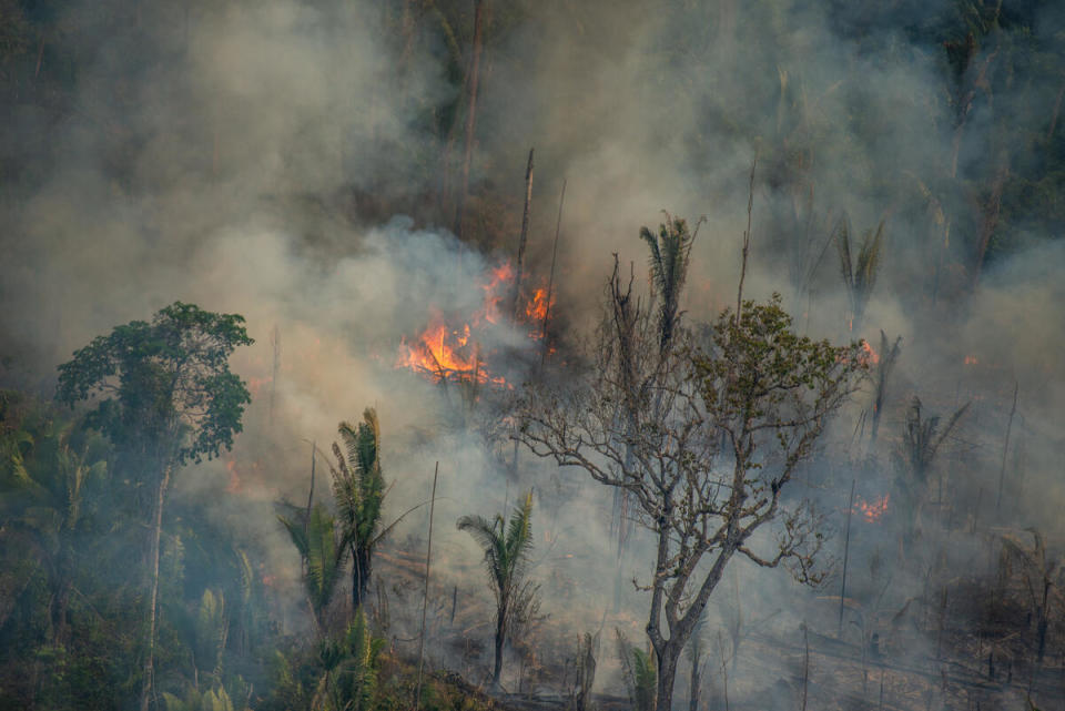 在巴西政府的鼓勵下，亞馬遜大火日趨猖獗，多是非法侵占土地、非法縱火以清空林地，用於畜牧牛隻及種植飼料用大豆，如今盜賣亞馬遜土地的問題更是層出不窮。
