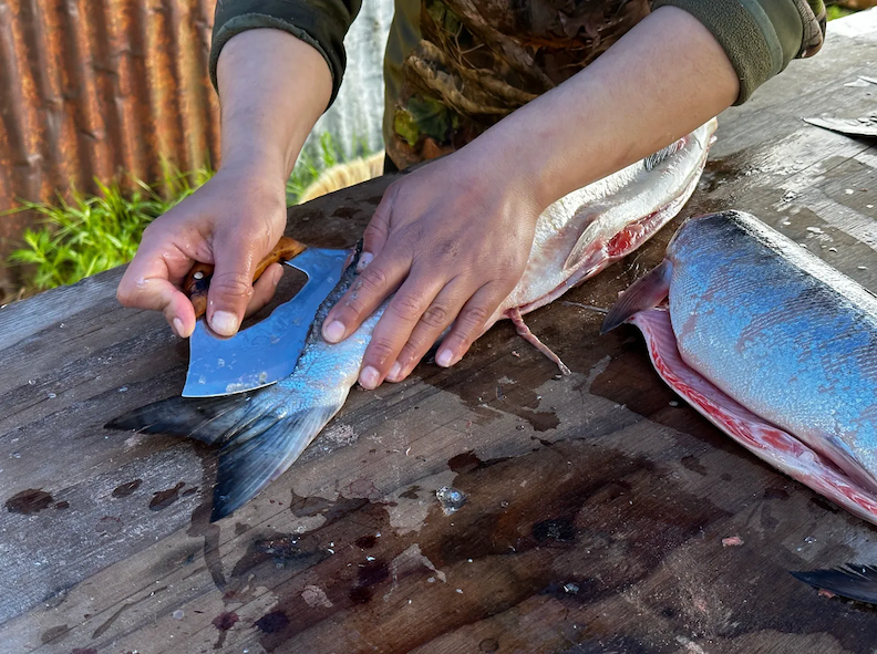 Cutting summer chum salmon in the village of Emmonak, near the Yukon’s mouth, during a brief open period for subsistence harvesting in June 2023. (Photo by Bathsheba Demuth for Northern Journal)