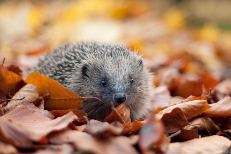 Hedgehogs are among more than 40% of UK species which are in decline in recent years because of pesticide use and a loss of habitat (Stock image/PA)