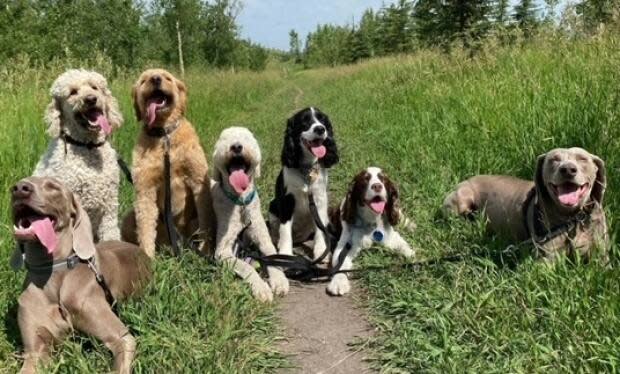 Professional dog walkers unhappy with proposed permit requirement