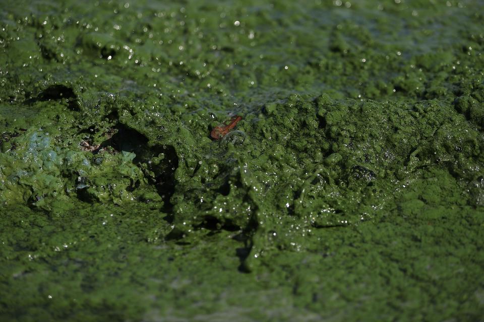 (FOTOS) La invasión de algas malolientes y tóxicas que amenaza las aguas de EEUU
