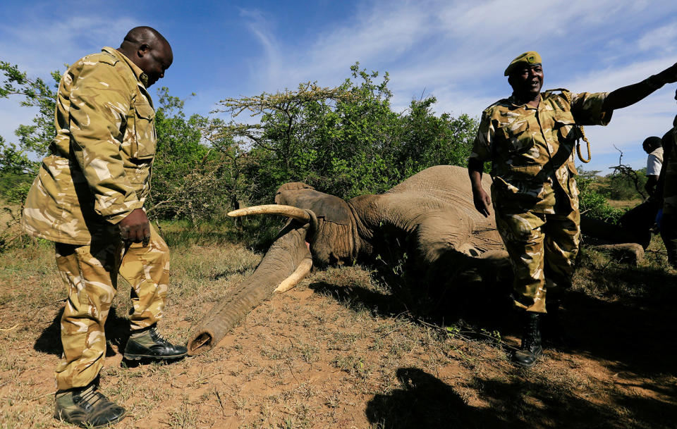 Tranquillized elephant