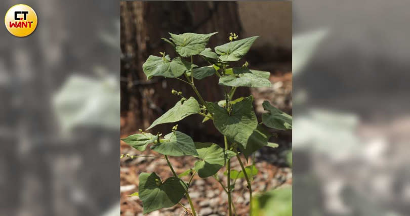 在探索館入口處種植了一小片黃金蕎麥。（圖／林士傑攝）