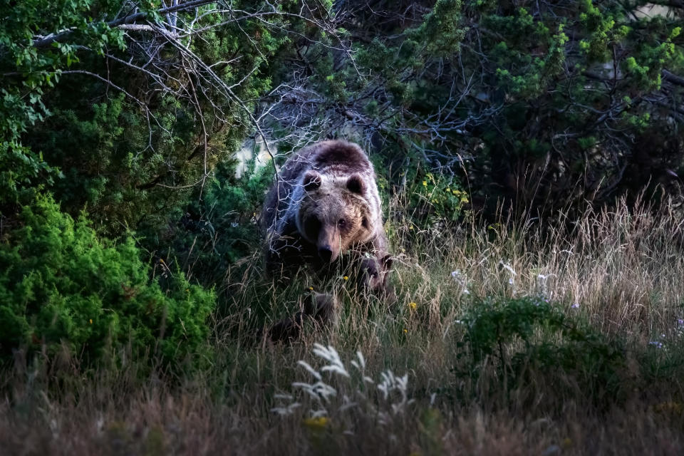 瑪斯肯熊（Marsican bear）示意圖。圖片來源：Getty image