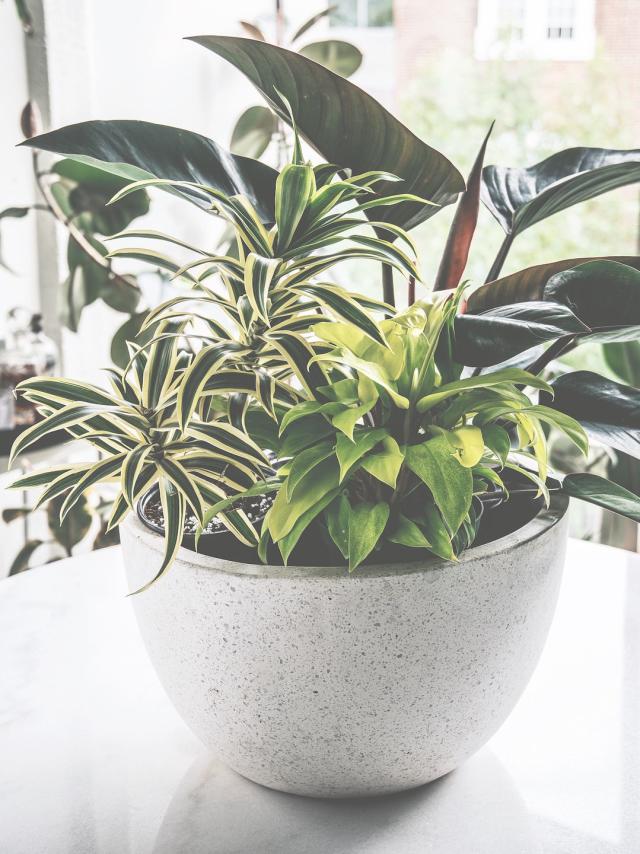 Houseplant Care Advice From Hilton Carter