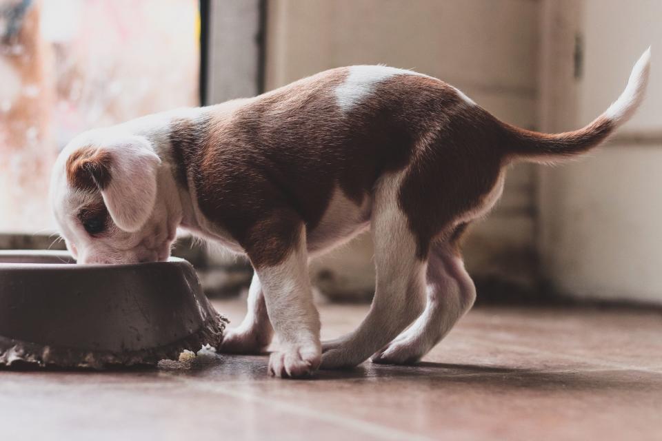 The Best Puppy Food To Help Your Furry Baby Grow