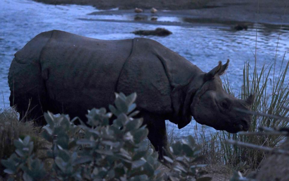 A one-horned rhinoceros walks on the banks of the Rapati River in Sauraha Chitwan, some 150 km southwest of Kathmandu - PRAKASH MATHEMA / AFP