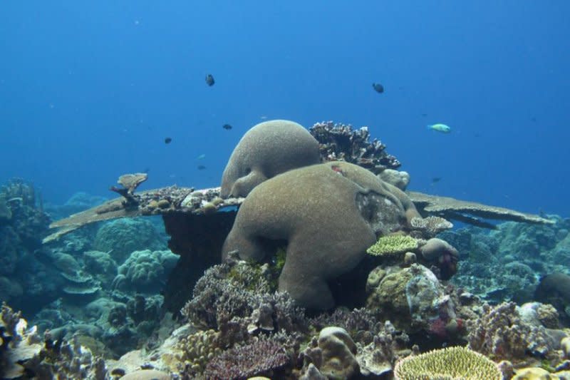 庫賽埃島（Kosrae）豐富的海洋生態。（取自：Nautilus Resort 臉書）