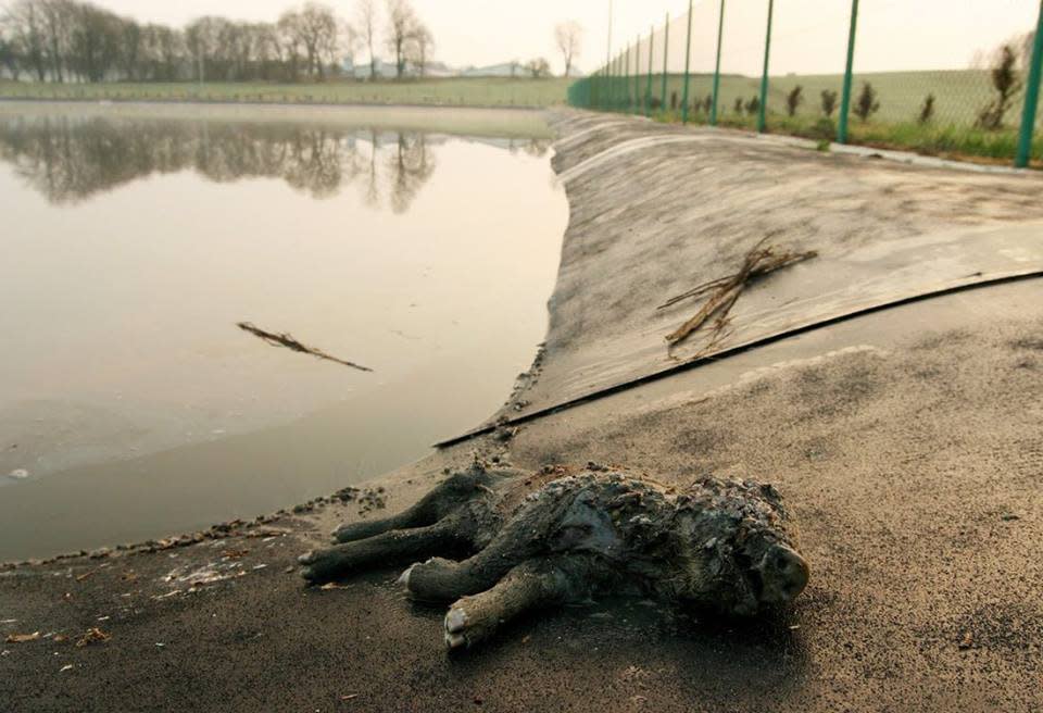 MEATY BUSINESS: A screenshot of Tracy Worcester's documentary Pig Business (2010). The film investigates the rise of factory pig farming, a system which abuses animals, pollutes the environment, threatens human health through dangerous overuse of antibiotics, and wrecks rural communities. 