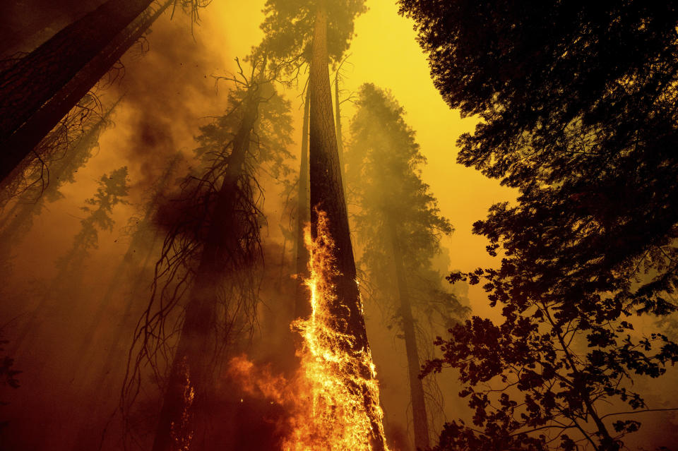 FILE - Flames lick up a tree as the Windy Fire burns in the Trail of 100 Giants grove in Sequoia National Forest, Calif., on Sunday, Sept. 19, 2021. La Nina, the natural but potent weather event linked to more drought and wildfires in the western United States and more Atlantic hurricanes, is becoming the nation’s unwanted weather guest and meteorologists said the West’s megadrought won’t go away until La Nina does. (AP Photo/Noah Berger, File)