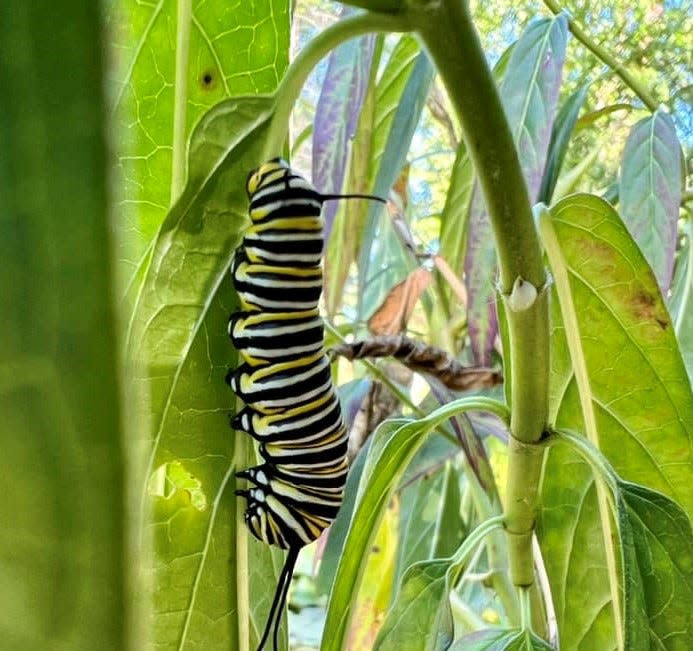 An example of a monarch caterpillar with darker bands of black.